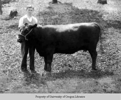 Berea student and dairy cow