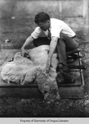 Shearing a sheep, Berea College