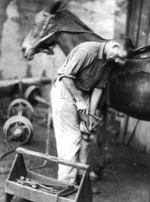 Farrier, shoeing mule