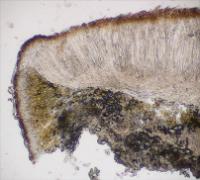 Acarospora erratica image