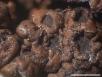 Acarospora badiofusca image