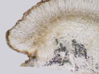 Bacidia arceutina image