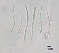Bacidia arceutina image