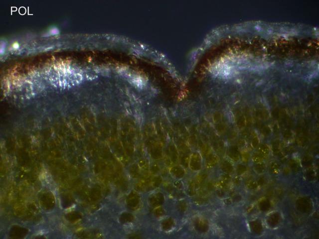 Acarospora fuscescens image