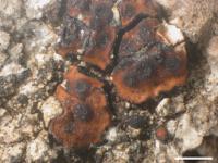Trimmatothelopsis oreophila image