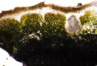 Acarospora stapfiana image