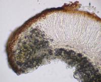 Acarospora veronensis image