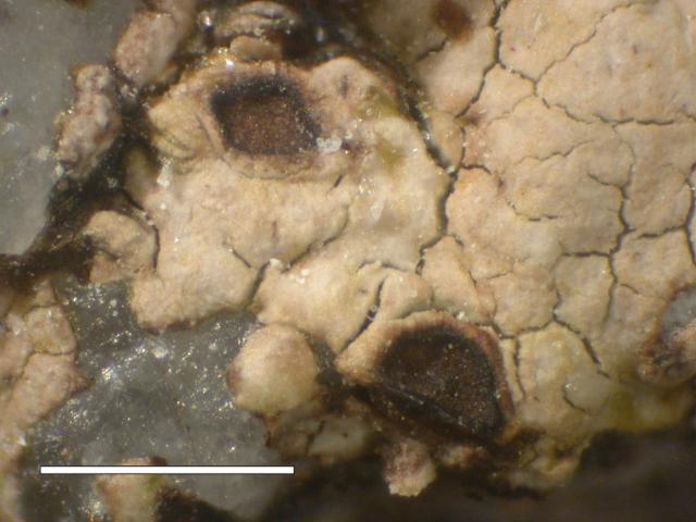 Amygdalaria haidensis image