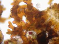 Amygdalaria pelobotryon image