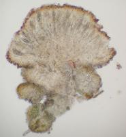 Arctomia delicatula image