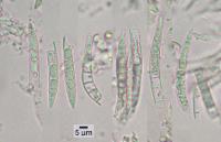 Arctomia delicatula image