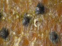Arthopyrenia plumbaria image