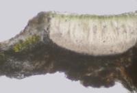Aspicilia cyanescens image