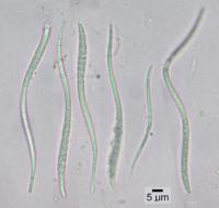 Bacidia idahoensis image