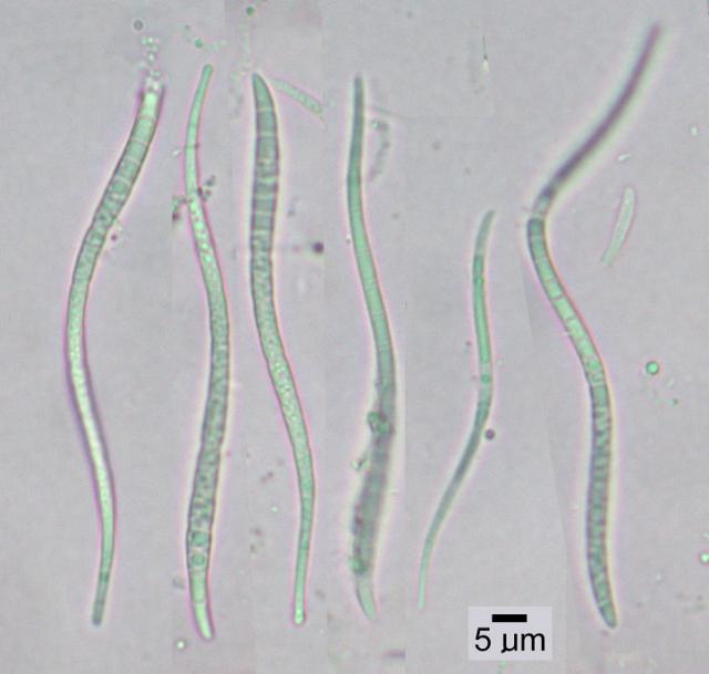 Bacidia idahoensis image