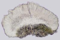 Mycobilimbia ramea image