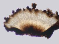 Image of Bactrospora cascadensis