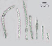 Bactrospora cascadensis image