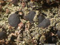 Bryobilimbia hypnorum image