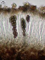 Buellia elegans image