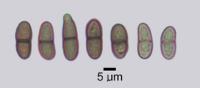 Buellia elegans image