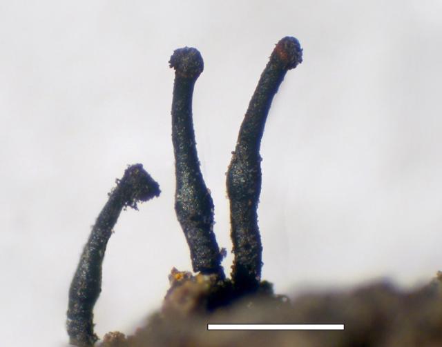 Caliciopsis calicioides image