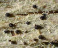 Calicium lenticulare image