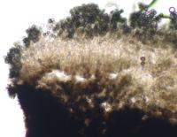 Calicium viride image