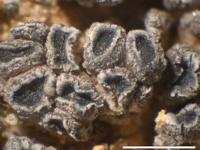 Pyrenodesmia albovariegata image