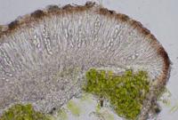 Pyrenodesmia atroalba image