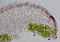 Pyrenodesmia atroalba image