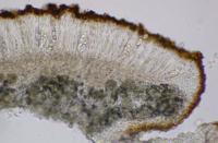 Bryoplaca jungermanniae image