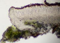 Caloplaca kamczatica image