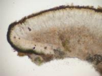 Caloplaca litoricola image