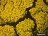 Candelariella coralliza image