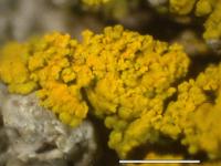 Candelariella coralliza image