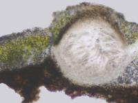 Catapyrenium cinereum image