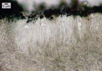 Catillaria chalybeia image