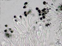 Catillaria chalybeia image