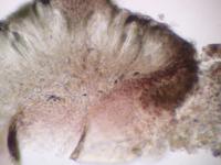 Catillaria picila image