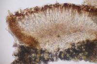 Catillaria stereocaulorum image