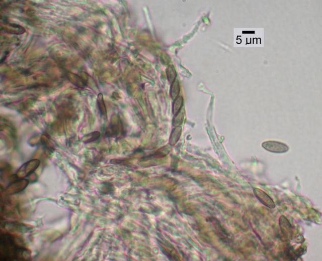 Chaenothecopsis ochroleuca image