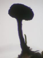 Chaenothecopsis pusiola image