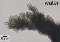 Chaenothecopsis pusiola image