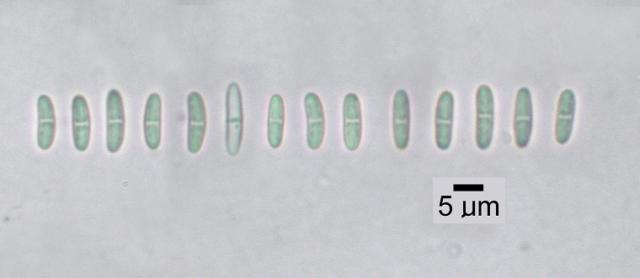 Cliostomum corrugatum image