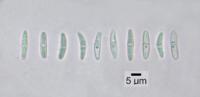 Cliostomum spribillei image
