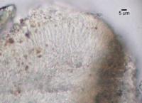 Cliostomum tenerum image