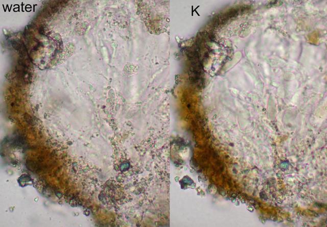 Collemopsidium foveolatum image