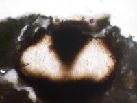 Image of Cyclohymenia epilithica