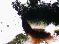 Acolium inquinans image
